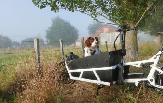 Biking with your furry friend, tips and tricks - Dutch Cargo (AU)