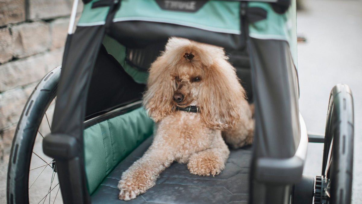 Thule Bexey Dog Bed - Dutch Cargo (AU) - Thule Accessories - Accessories - Thule Bexey Dog Bed